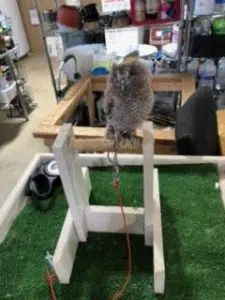 Sam the Screech Owl