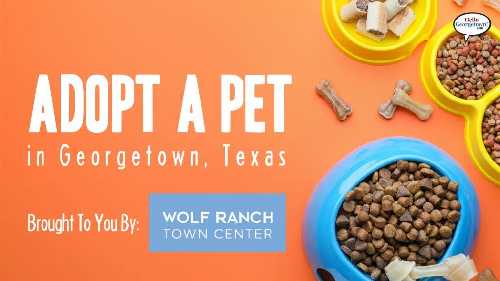 Adopt a Pet Georgetown Texas Wolf Ranch Town Center Georgetown Texas