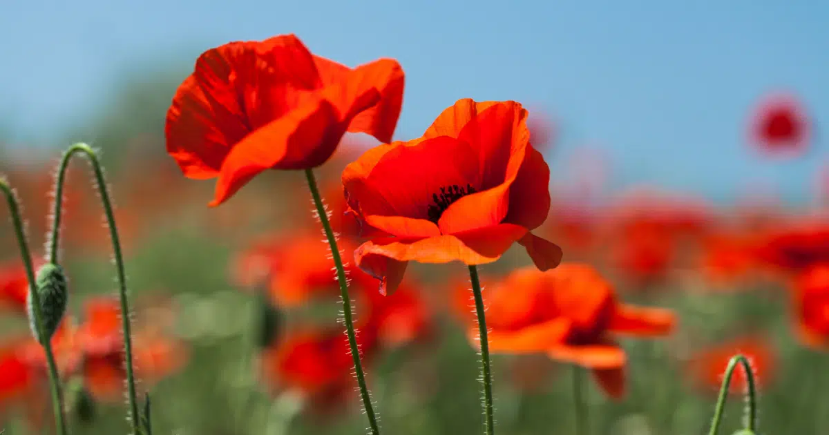 Celebrate Red Poppy Festival in Downtown on April 2224