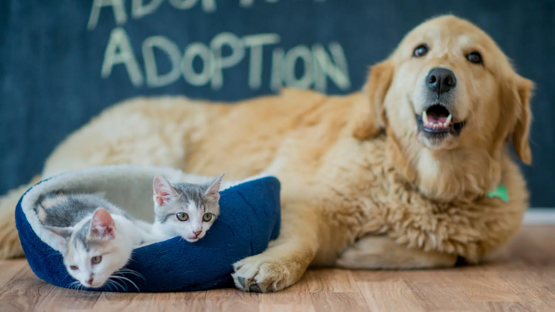 Williamson County Regional Animal Shelter Offers Free Adoptions Through  Sunday, August 14 | Hello Georgetown