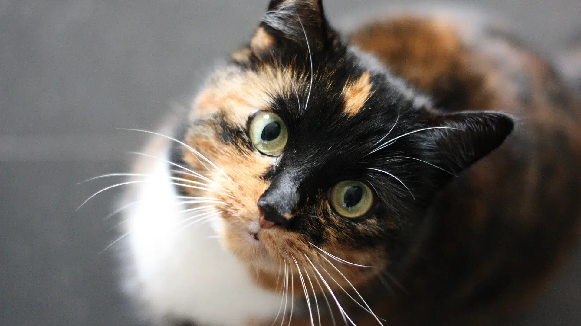 Georgetown Animal Shelter Announces Dates for Free Cat Spay/Neuter Clinics  | Hello Georgetown