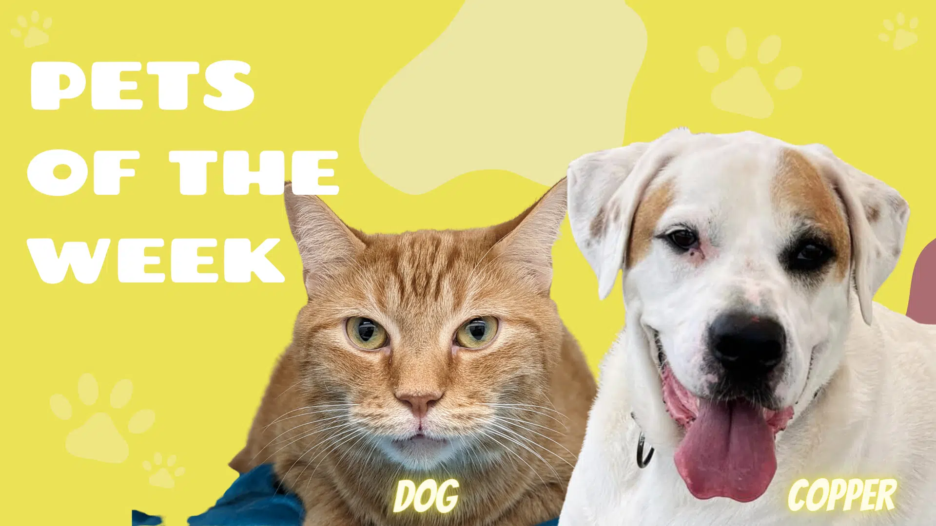 Pet of the Week