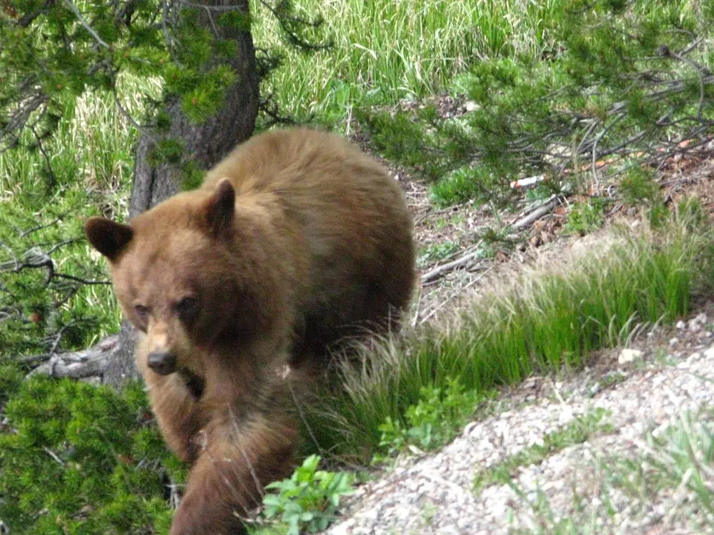 Woman Pushes Brown Bear Off Fence To Save Her Dogs Arise Christian