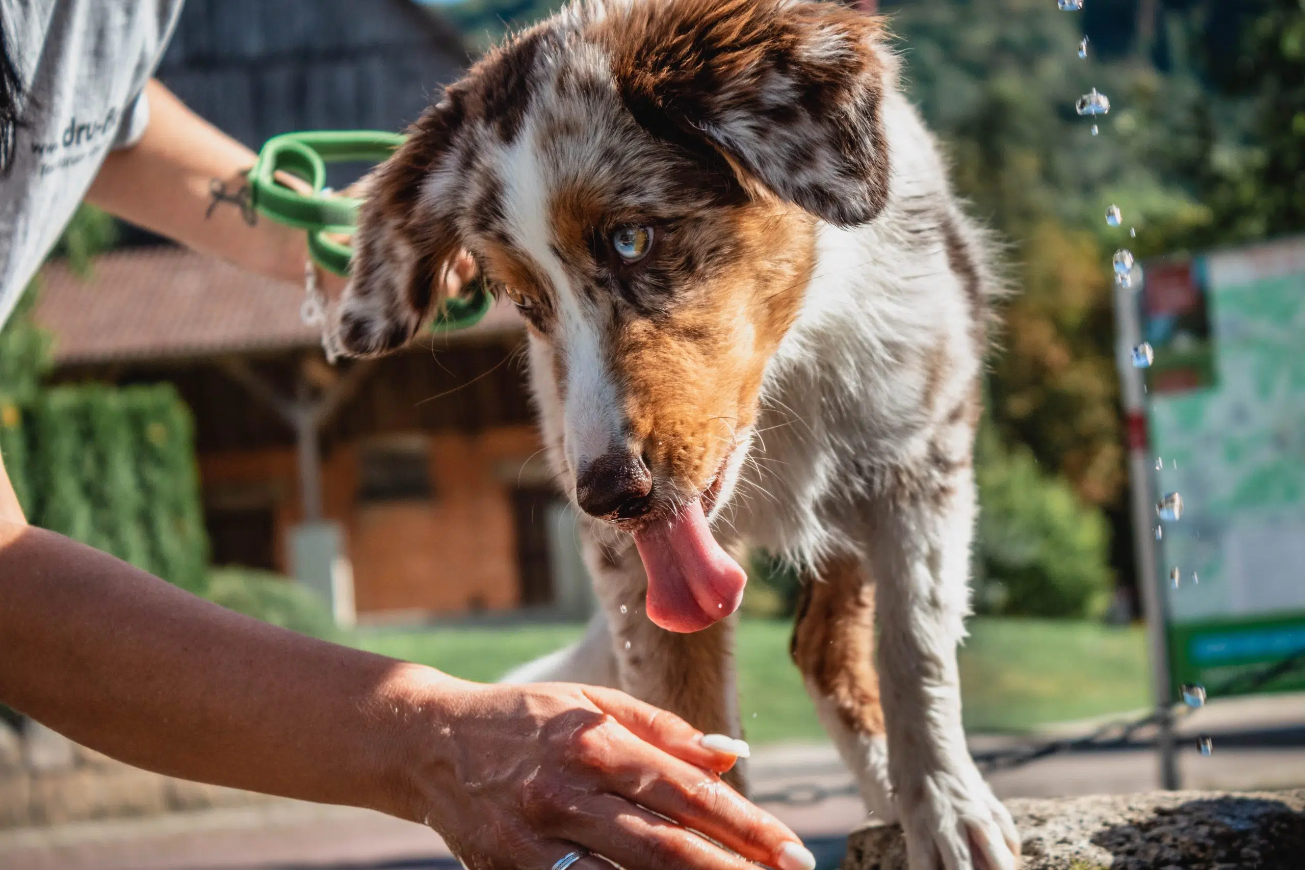 What Does It Mean When a Dog Licks You? Arise Christian Radio AM 1380