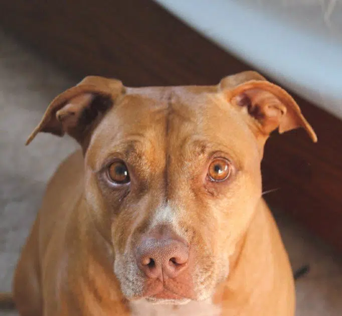 Dog Broke Into Tennessee Couple’s House And Snuggled In Bed GNSOTD