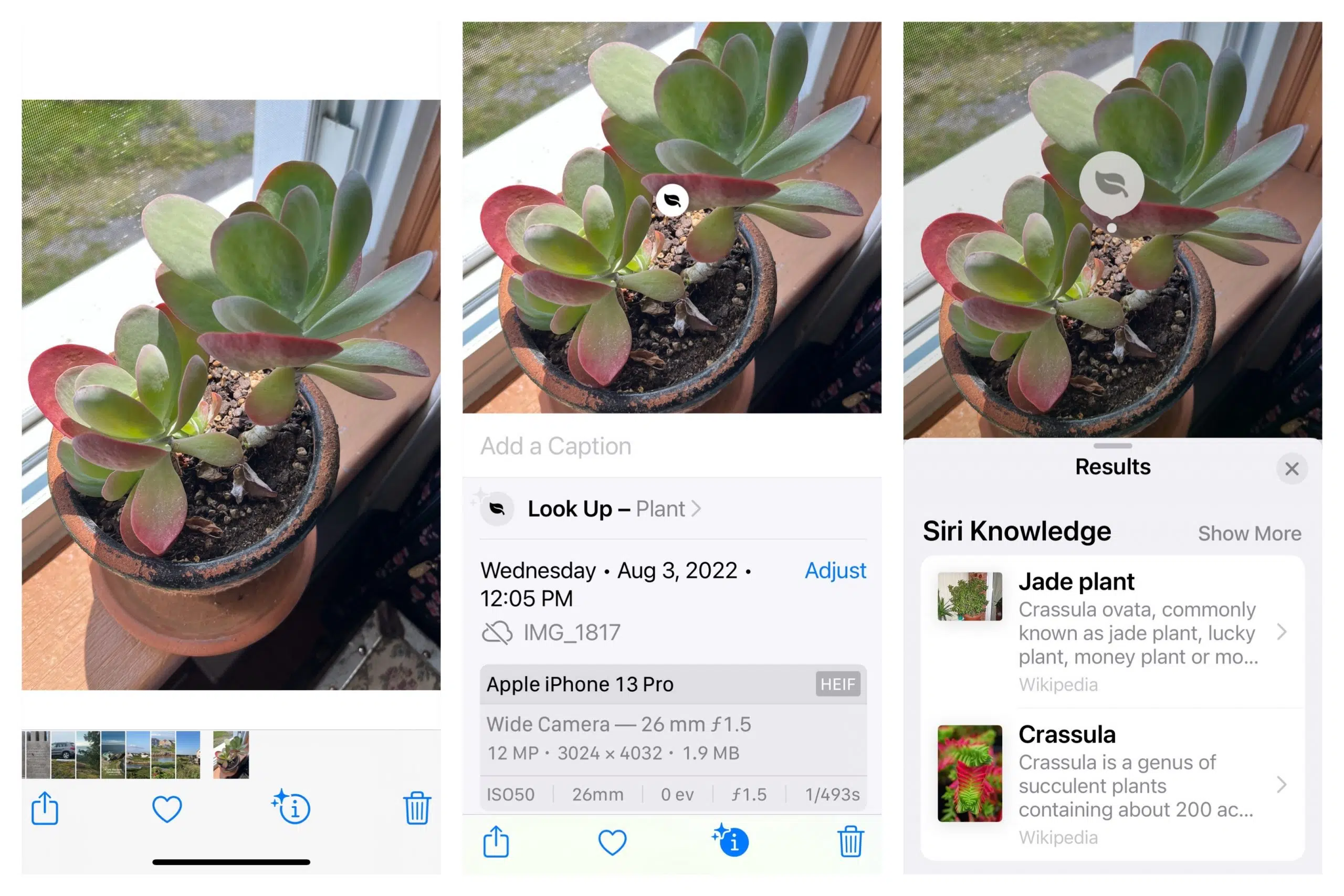 iPhones Have A BuiltIn Plant Identification Tool LITE 98.5 Ottawa's LITE Favourites