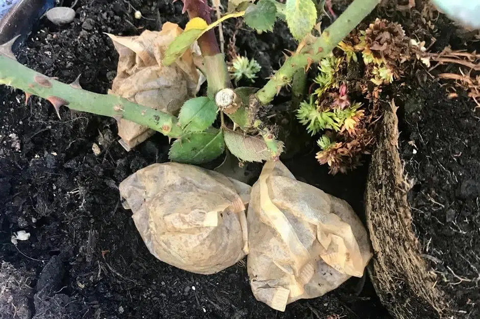 Don’t throw away your tea bags, plant them LITE 92.1 Southern