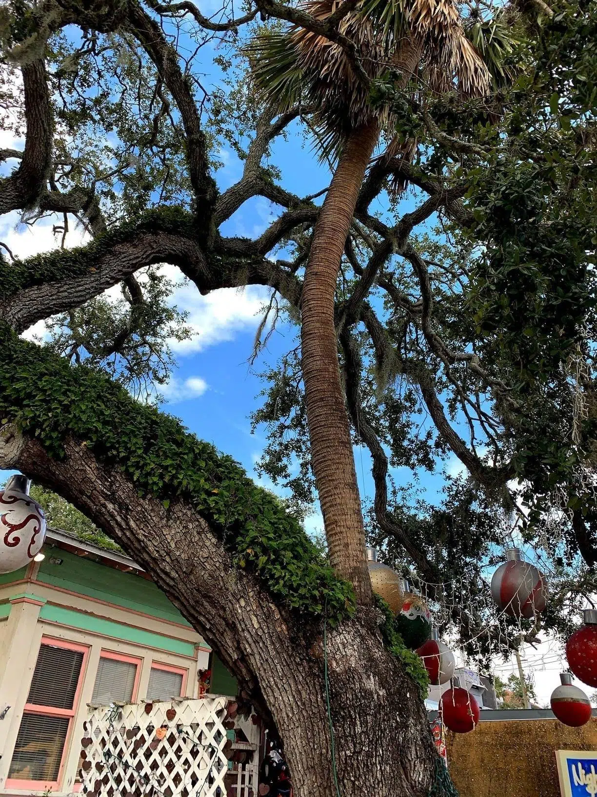 Ensure everlasting love with a kiss beneath the “Love Trees” in Florida 