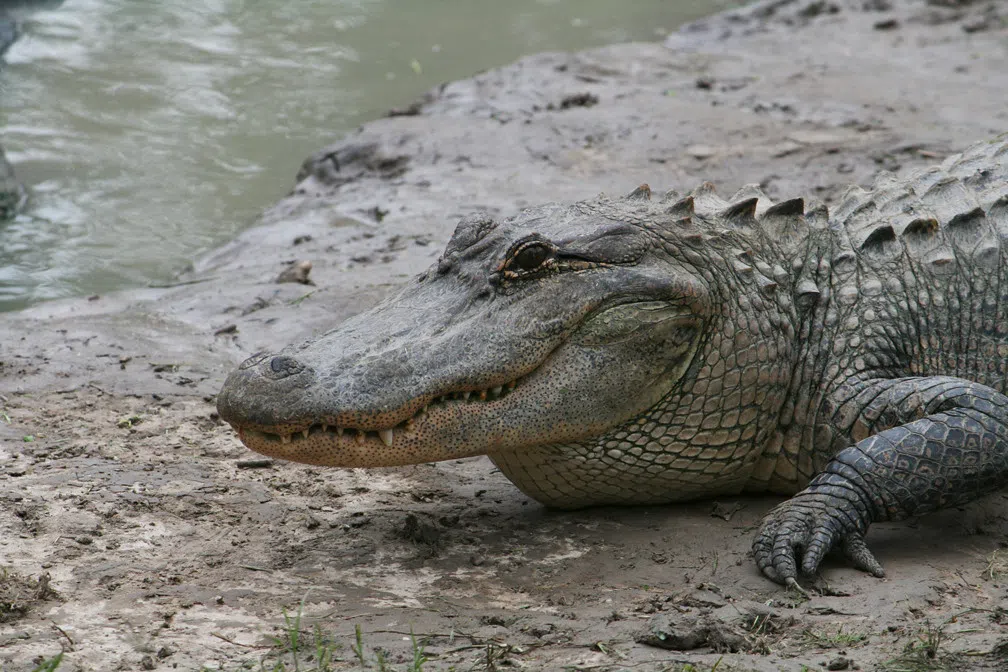 Petting Zoo visitor jumps in to save handler when a Gator latches onto ...