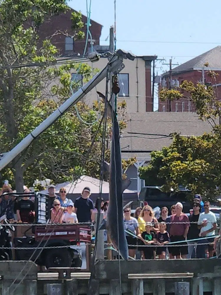 Yarmouth Shark Scramble Lands 35 Sharks Y95.5