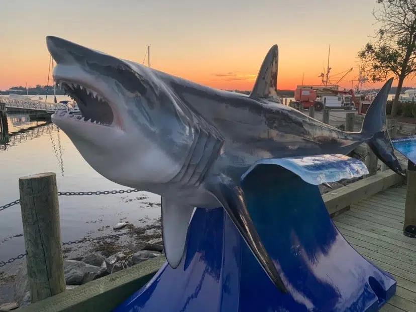 Yarmouth Shark Scramble Lands 35 Sharks Y95.5