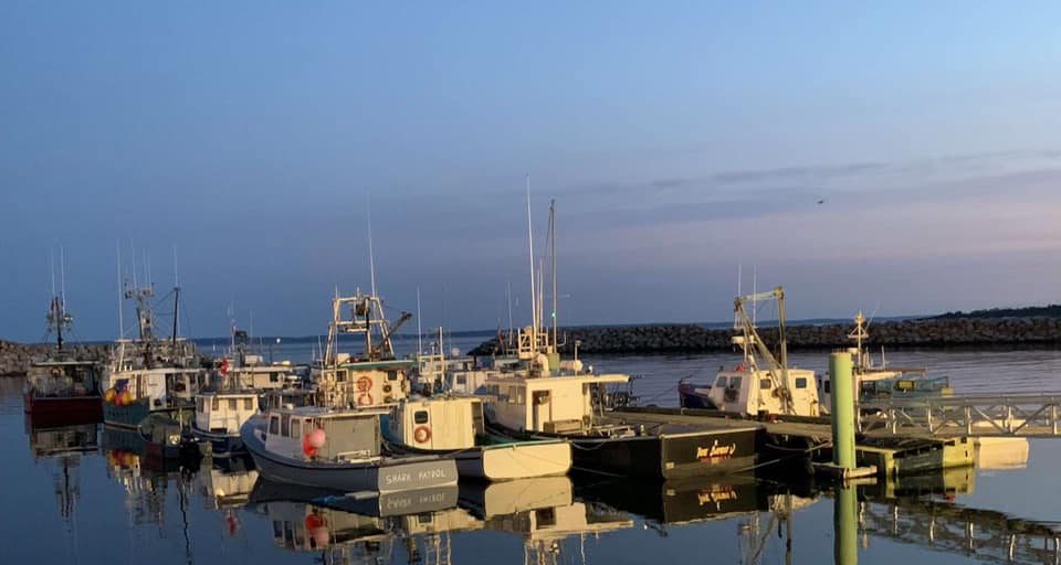 Whale Sighting Closes St. Mary's Bay To Commercial Fishers, FSC Fishing Still Allowed - Vimarsana News