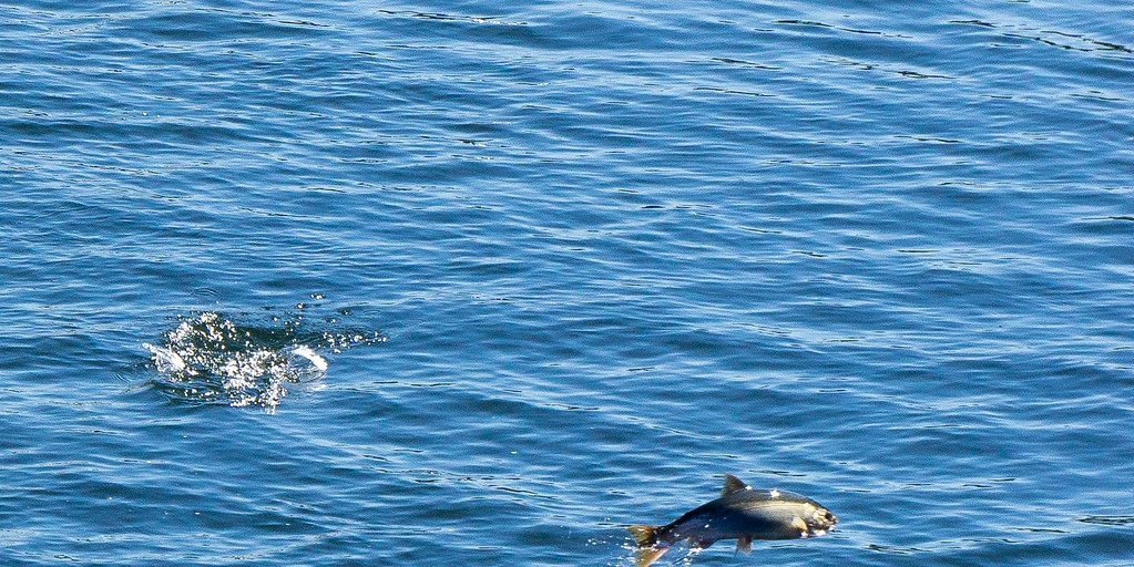 Applications Now Being Accepted For Atlantic Salmon Conservation - Vimarsana News