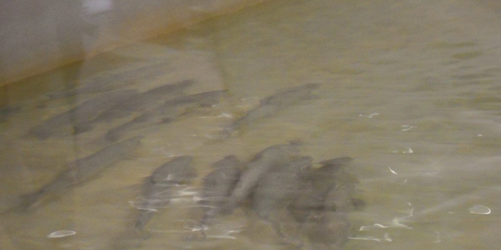More Atlantic Salmon Released in Cape Breton Highlands National Park - Vimarsana News