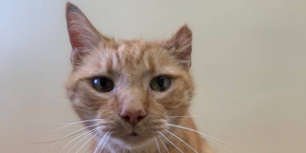 Shelter Adoptions Down In Saint John - Vimarsana News