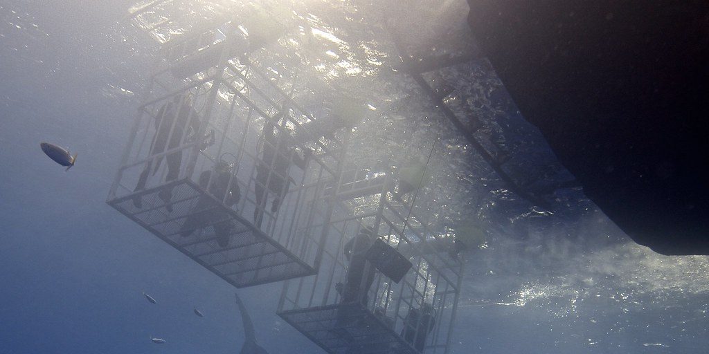 Great white shark cage diving experience launches in NS - Vimarsana News