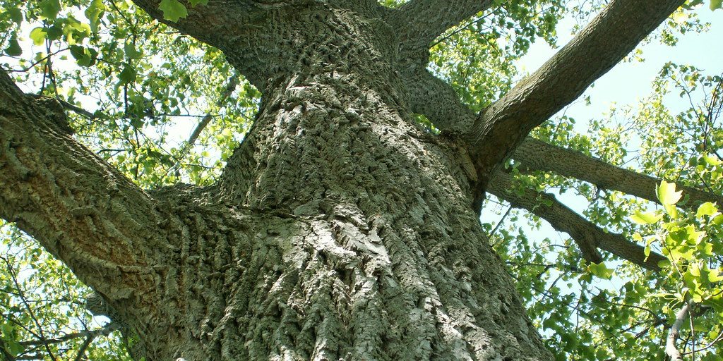 Province giving away free trees as part of new campaign with Forestry Sectory - Vimarsana News