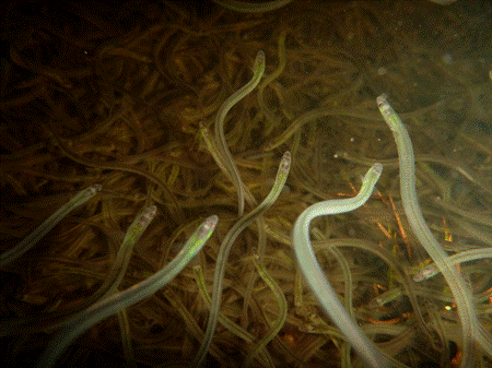 30 arrests since closure of lucrative baby eel fishery - Vimarsana News
