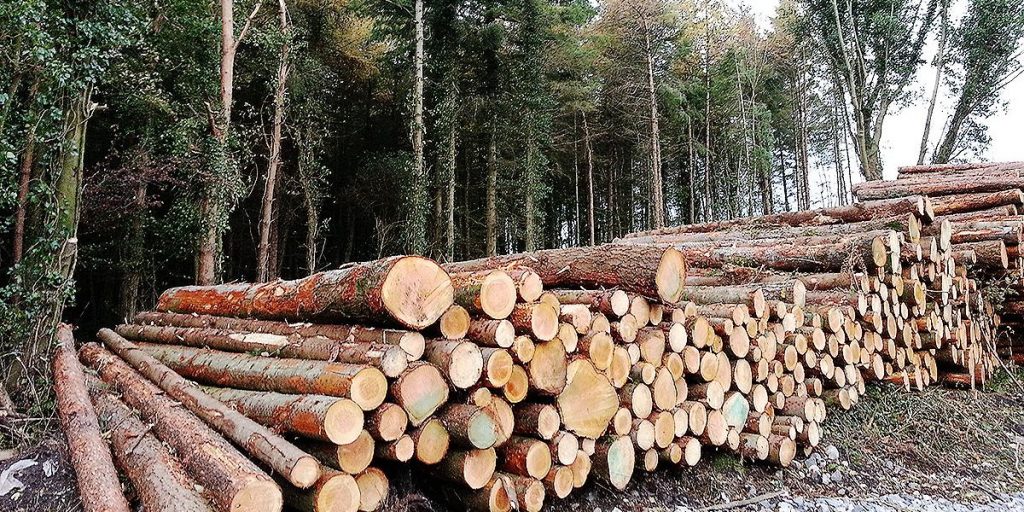 Council to fight against tree harvesting in Hudson - Vimarsana News