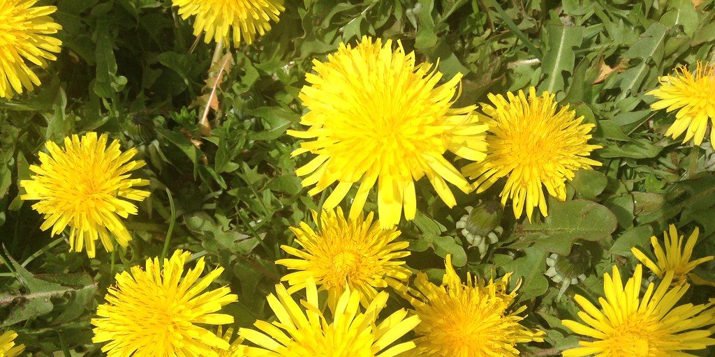 Embrace the dandelions for the month of May - Vimarsana News