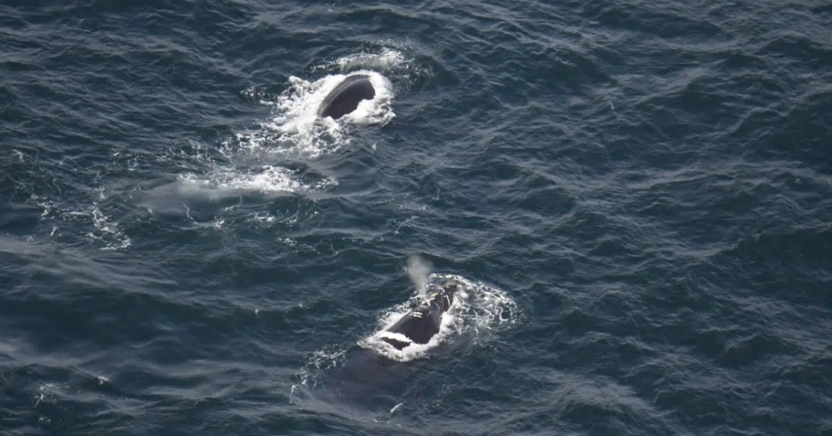 Two North Atlantic Right Whales Spotted In Canadian Waters Y95 5