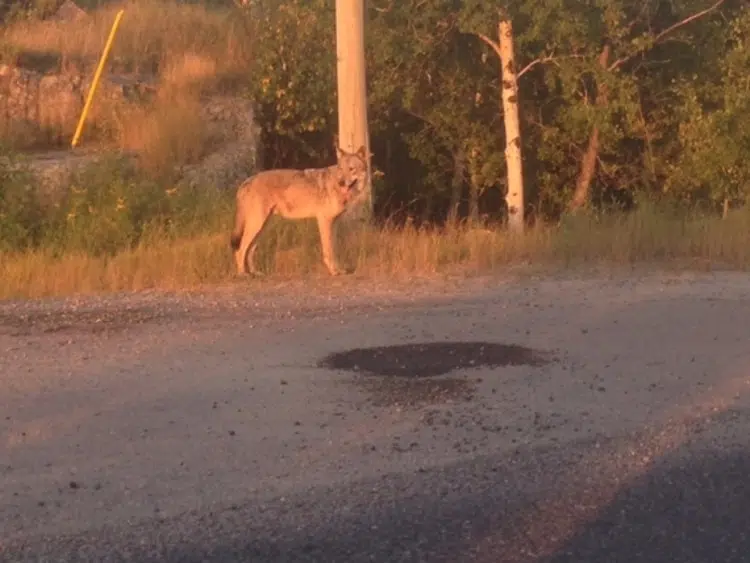 Wolf sightings reported in Sioux Lookout 89.5 The Lake