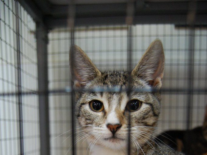NDP says pet-evictions on the rise in N.S. - Vimarsana News