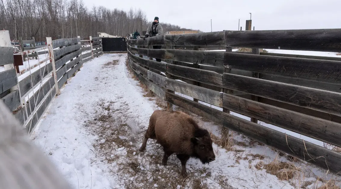Bison from Elk Island National Park transferred to First Nations and