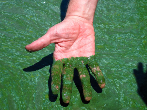 Blue-green algae plagues Alberta lakes - Vimarsana News