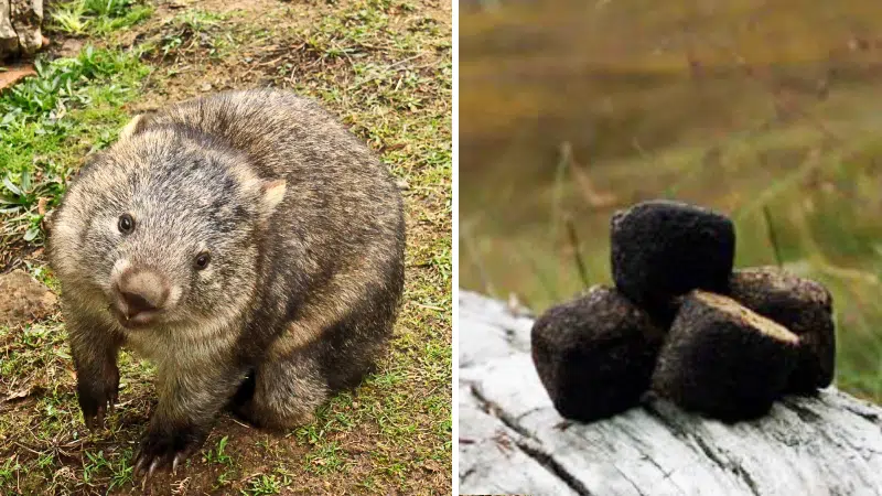 Did you know wombats poop squares? Here’s why…and how | MY96 FM