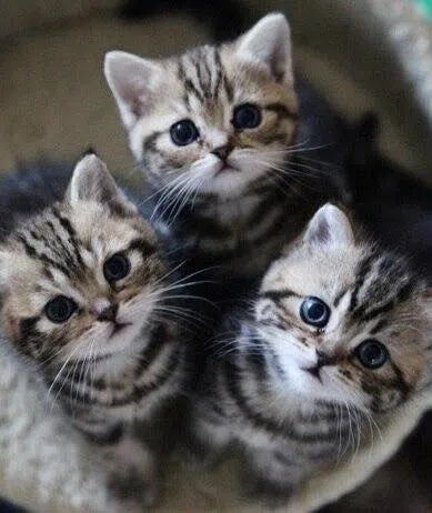 pet valu kittens for adoption