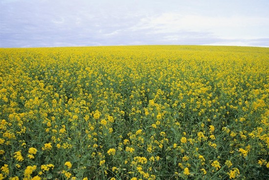 Statistics Canada released results of June 2023 field crops survey - Vimarsana News