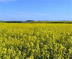 StatsCan lowers canola crop production estimate - Vimarsana News
