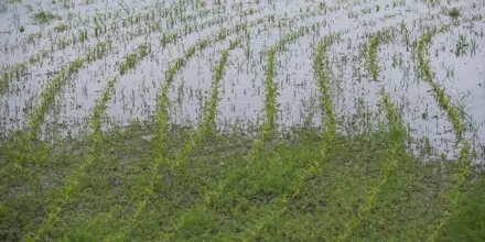Latest Sask crop report says eastern areas had some flooding while western areas need more moisture - 620 CKRM.com