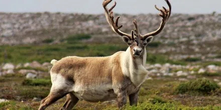 Sask government launches study on spread of chronic wasting disease ...