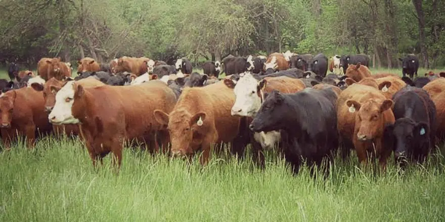 Canadian cattle numbers down compared to 2019 | 620 CKRM The Source ...