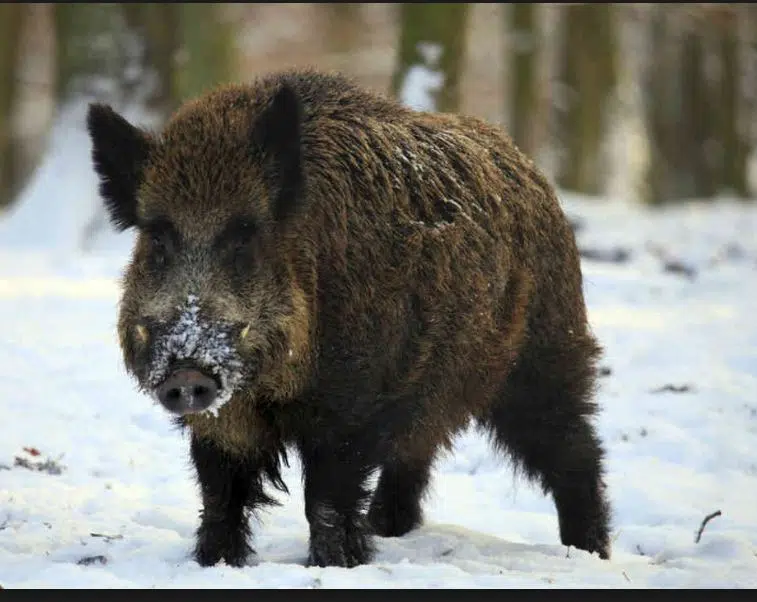 SARM pushes for moratorium on wild boar farming | 620 CKRM The Voice of ...