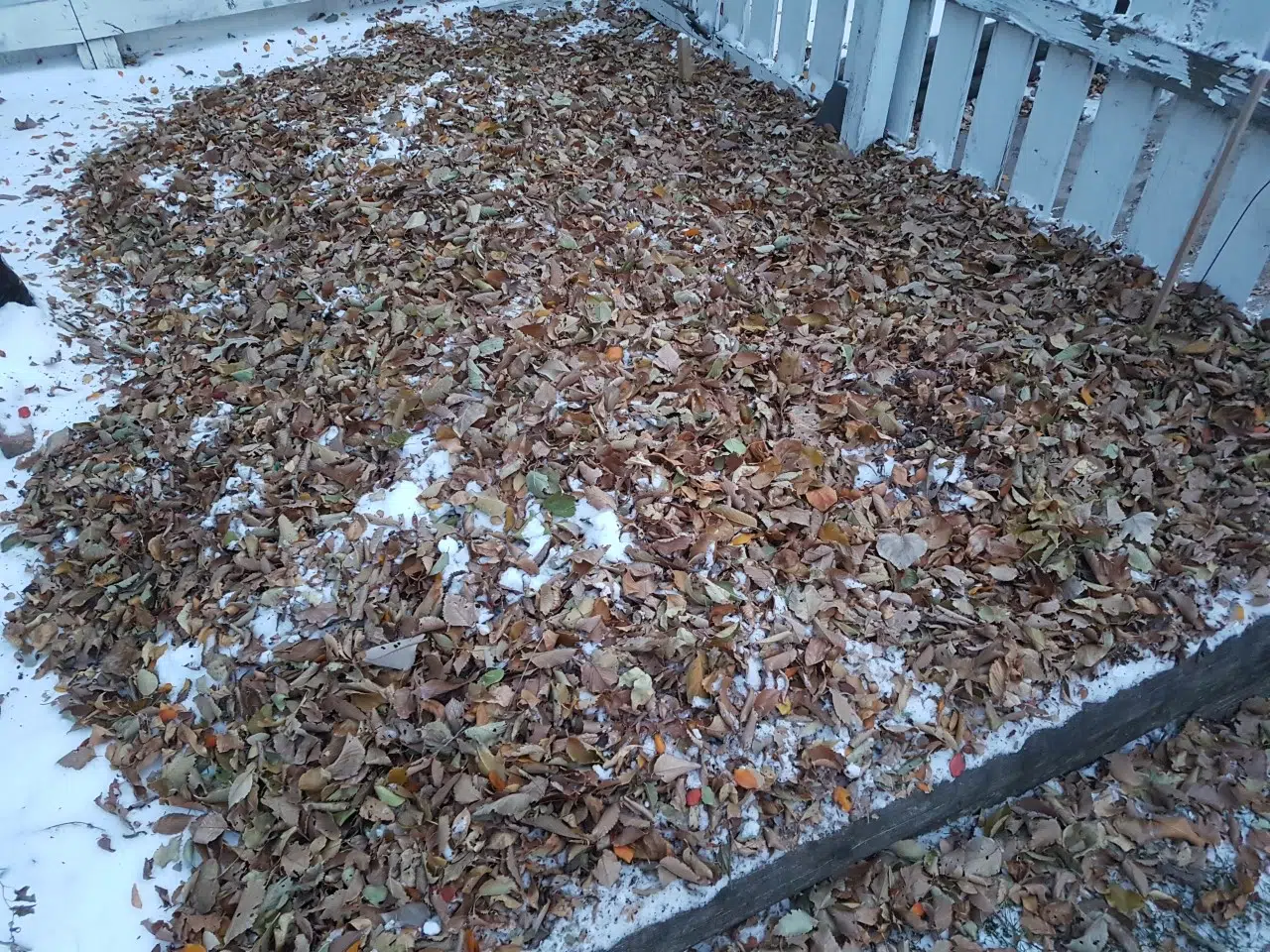 Should have raked the leaves 620 CKRM The Voice of Saskatchewan