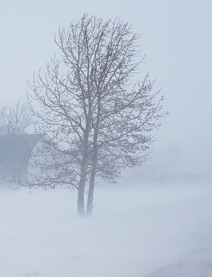Snow blankets the Regina area - Vimarsana News