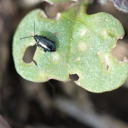 Monitoring for flea beatles - Vimarsana News