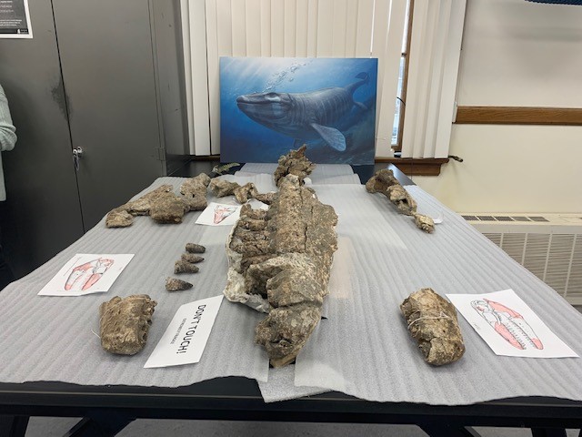 Royal Saskatchewan Museum unveil new fossil discovery - Vimarsana News
