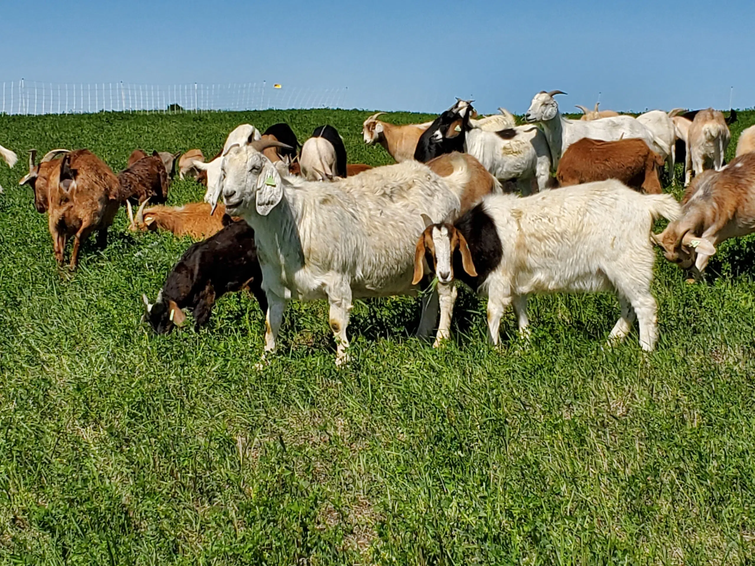 Goats commissioned to nibble on weeds at Wascana Centre play92