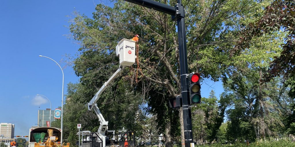 Several cases of Dutch Elm Disease strike in Regina - Vimarsana News
