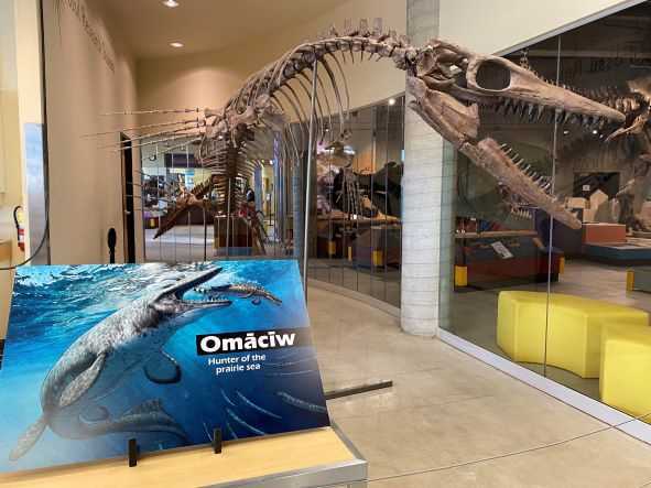 72 Million year old Tylosaur Makes Debut in East End - Vimarsana News