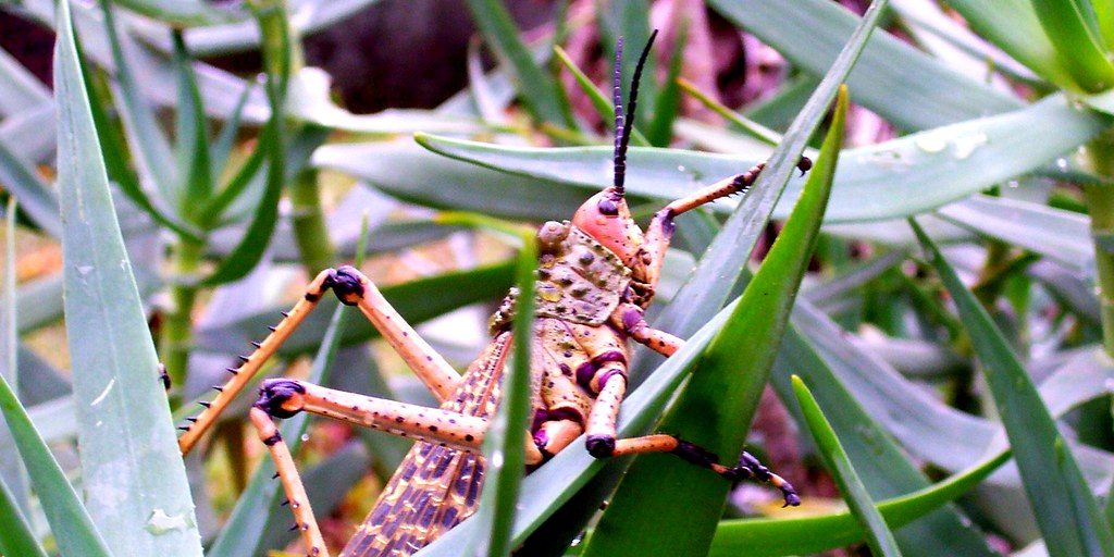 Grasshoppers could be a problem in Sask in 2023 - Vimarsana News