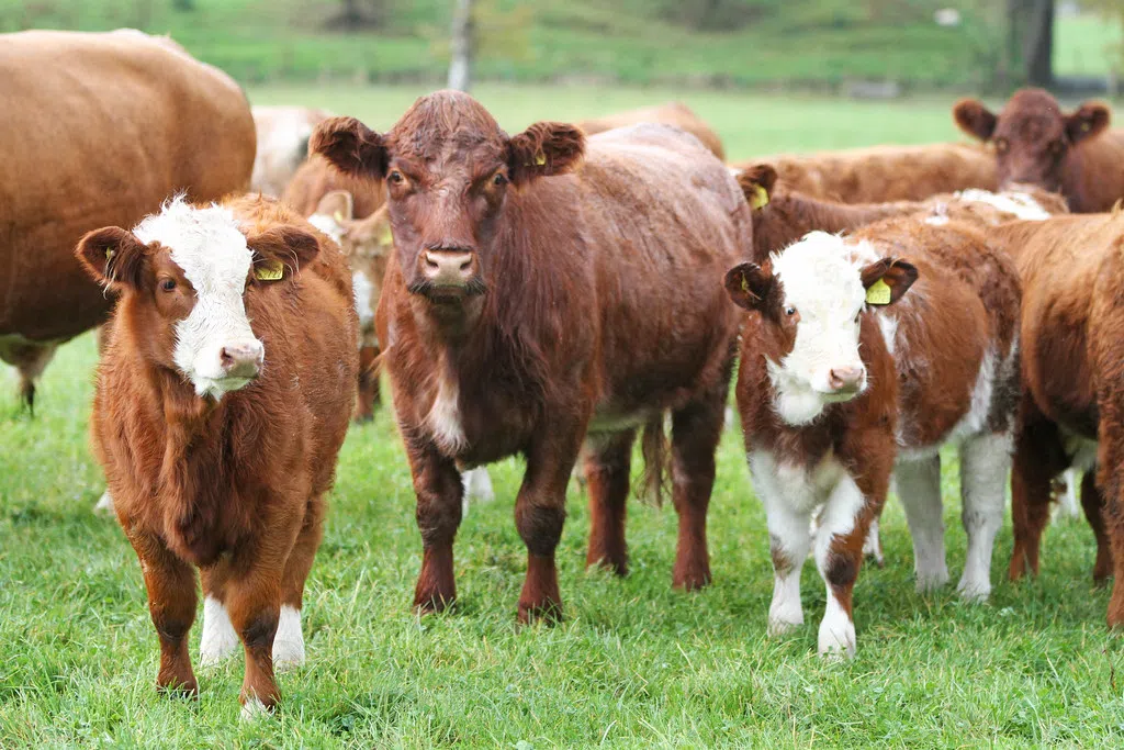 Sask feeder cattle prices reflect upward movement during the past week