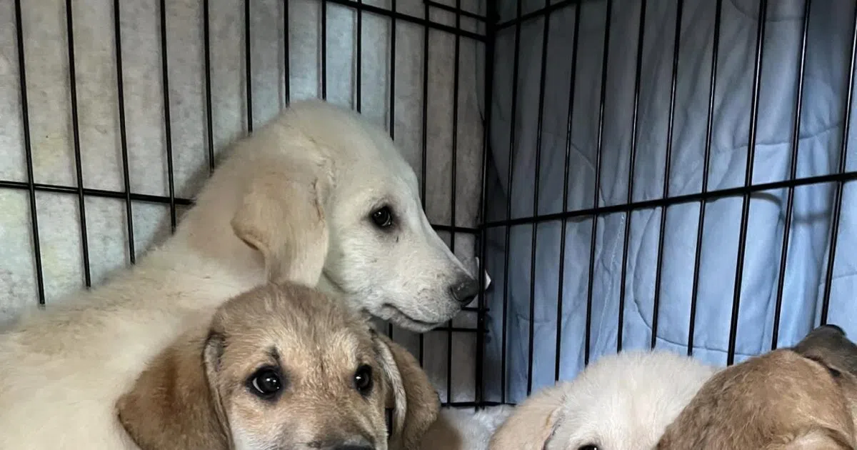 11 Puppies Rescued By Local Non Profit Play92