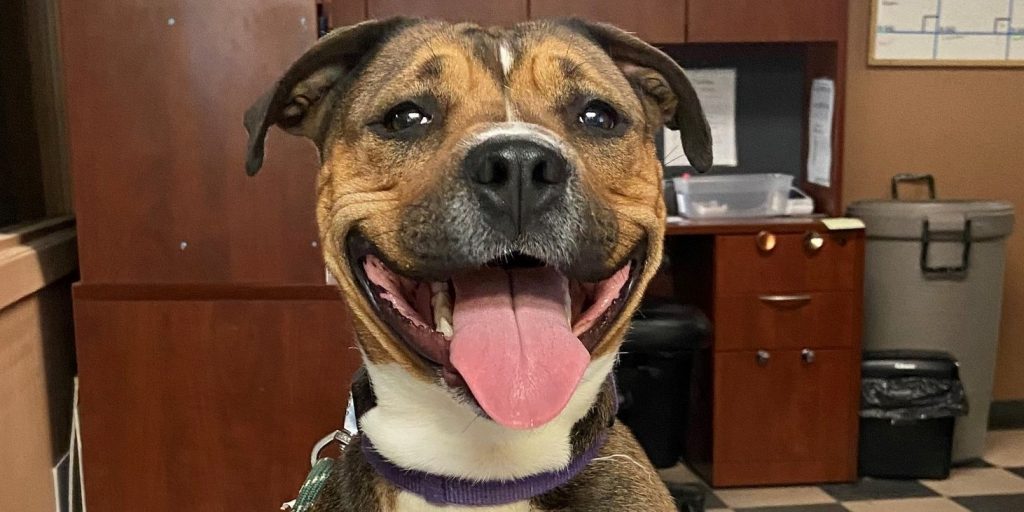Regina Humane Society holding zero-fee dog adoption event this weekend - Vimarsana News