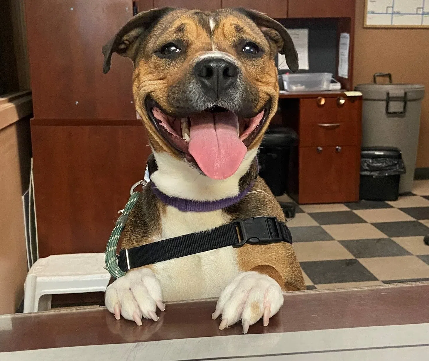 Regina Humane Society holding zerofee dog adoption event this weekend