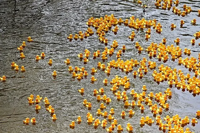 over-32-000-raised-through-19th-annual-rubber-duck-race-100-5-cruz-fm